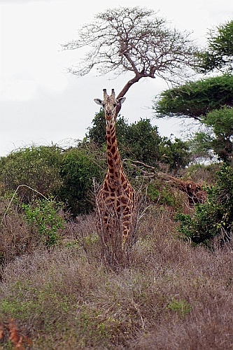 Kenia (343)